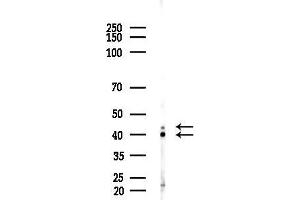 anti-Caspase 4, Apoptosis-Related Cysteine Peptidase (CASP4) antibody