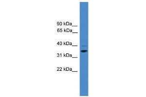 WB Suggested Anti-CCNH  Antibody Titration: 0. (Cyclin H anticorps  (N-Term))