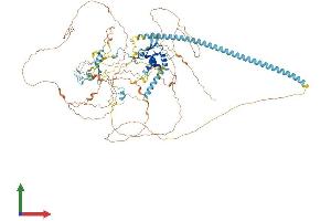 AlphaFold protein structure predicition of Human Recombinant CHAF1A Protein, UniprotID Q13111