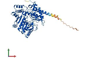 AlphaFold protein structure predicition of Mouse Recombinant Phykpl Protein, UniprotID Q8R1K4