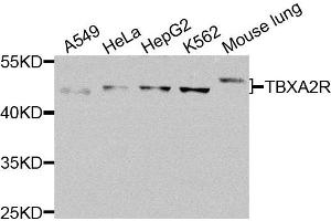 Western blot analysis of extracts of various cells, using TBXA2R antibody. (TBXA2R anticorps)