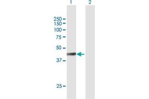 Western Blot analysis of FBXW4 expression in transfected 293T cell line by FBXW4 MaxPab polyclonal antibody. (FBXW4 anticorps  (AA 1-412))