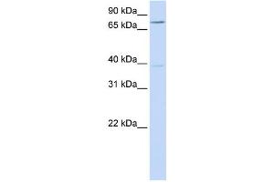 Western Blotting (WB) image for anti-Chromosome 17 Open Reading Frame 80 (C17orf80) antibody (ABIN2459101) (HLC8 anticorps)