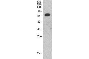 Western Blot (WB) analysis of HepG2 cells using HDAC1 Polyclonal Antibody. (HDAC1 anticorps  (Internal Region))