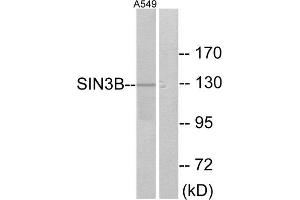 Western Blotting (WB) image for anti-SIN3 Transcription Regulator Homolog B (SIN3B) (Internal Region) antibody (ABIN1849018) (SIN3B anticorps  (Internal Region))