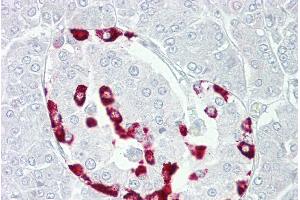Immunohistochemistry with Pancreas tissue at an antibody concentration of 5µg/ml using anti-SSTR1 antibody (ARP59559_P050)