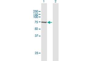 Western Blot analysis of SWAP70 expression in transfected 293T cell line by SWAP70 MaxPab polyclonal antibody.