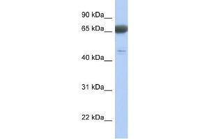 PNMA3 antibody used at 1 ug/ml to detect target protein.
