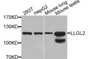 Western blot analysis of extracts of various cell lines, using LLGL2 antibody. (LLGL2 anticorps)