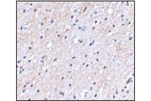 Immunohistochemical staining of human brain tissue using AP30596PU-N at 2. (NIPSNAP1 anticorps  (C-Term))