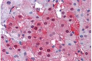 Human Adrenal: Formalin-Fixed, Paraffin-Embedded (FFPE) (IDH1 anticorps  (C-Term))