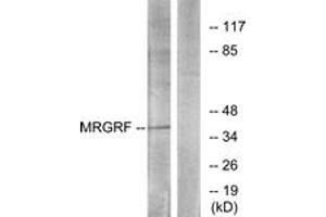 Western blot analysis of extracts from HuvEc cells, using MRGRF Antibody. (Mrgprf anticorps  (AA 271-320))