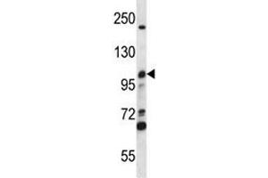 MCM4 antibody western blot analysis in CEM lysate. (MCM4 anticorps  (AA 637-665))