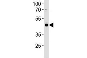 AP2 antibody western blot analysis in U251 lysate. (TFAP2A anticorps  (AA 104-133))