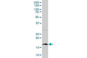 NUDT2 MaxPab polyclonal antibody.