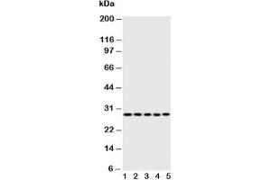 Western blot testing of Caspase-14 antibody;  Lane 1: rat brain;  2: rat liver;  3: rat spleen;  4: human A431;  5: mouse NIH3T3 (CASP14 anticorps  (AA 223-242))