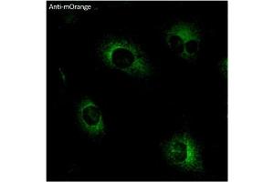 Immunofluorescence (IF) image for anti-mOrange Fluorescent Protein antibody (ABIN7273075) (mOrange Fluorescent Protein anticorps)