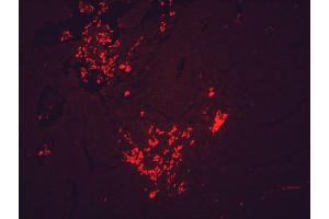 Immunohistochemistry analysis using Mouse Anti-Hsp90 Monoclonal Antibody, Clone H9010 .