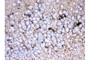 EAAT1 was detected in paraffin-embedded sections of rat brain tissues using rabbit anti- EAAT1 Antigen Affinity purified polyclonal antibody (Catalog # ) at 1 ?