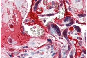 Anti-CCNE1 / Cyclin E1 antibody IHC of human placenta. (Cyclin E1 anticorps  (C-Term))