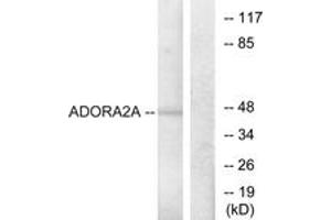 Western Blotting (WB) image for anti-Adenosine A2a Receptor (ADORA2A) (AA 321-370) antibody (ABIN2890802) (Adenosine A2a Receptor anticorps  (AA 321-370))