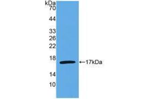 Western blot analysis of recombinant Human IL4. (IL-4 anticorps  (AA 25-153))