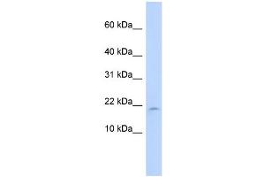 WB Suggested Anti-LAIR2 Antibody Titration:  0. (LAIR2 anticorps  (N-Term))