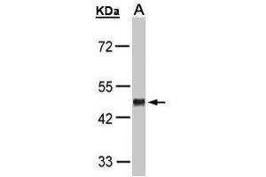 WB Image Sample(30 μg of whole cell lysate) A:H1299 10% SDS PAGE antibody diluted at 1:1000 (GPR37L1 anticorps  (C-Term))