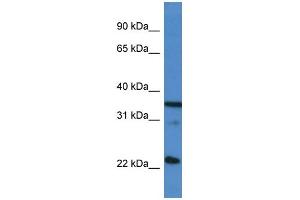 WB Suggested Anti-SFRS2 AntibodyTitration: 1. (SRSF2 anticorps  (C-Term))