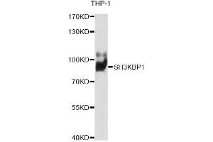 Western blot analysis of extracts of THP-1 cells, using SH3KBP1 antibody (ABIN6291670) at 1:1000 dilution. (SH3KBP1 anticorps)