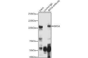Immunoprecipitation analysis of 300 μg extracts of Jurkat cells using 3 μg INTS4 antibody . (INTS4 anticorps  (AA 1-270))