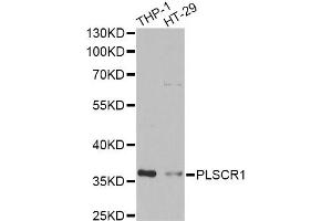 Western blot analysis of extracts of various cell lines, using PLSCR1 antibody (ABIN2564590) at 1:1000 dilution.