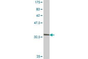 Western Blot detection against Immunogen (35.