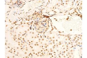 ABIN6267301 at 1/100 staining mouse kidney tissue sections by IHC-P. (EIF2S1 anticorps  (pSer51))