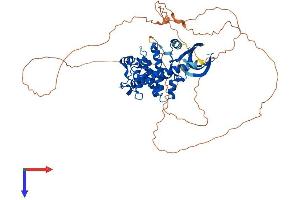 AlphaFold protein structure predicition of Human Recombinant CDKL3 Protein, UniprotID Q8IVW4