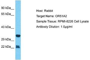 Host: Rabbit Target Name: OR51A2 Sample Type: RPMI-8226 Whole Cell lysates Antibody Dilution: 1. (OR51A2 anticorps  (N-Term))