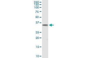 DPPA2 MaxPab polyclonal antibody.