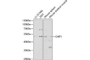Western blot analysis of extracts of various cell lines, using CHIT1 antibody (ABIN3015832, ABIN3015833, ABIN3015834 and ABIN6219182) at 1:1000 dilution.