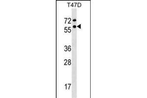 GTF2F1 Antibody (Center) (ABIN1537966 and ABIN2848833) western blot analysis in T47D cell line lysates (35 μg/lane). (GTF2F1 anticorps  (AA 178-206))