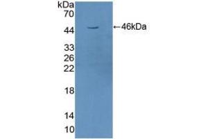 Figure. (STAM2 anticorps  (AA 1-377))