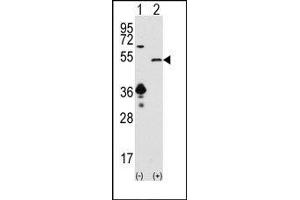 Image no. 1 for anti-Sirtuin 7 (SIRT7) (C-Term) antibody (ABIN358736) (SIRT7 anticorps  (C-Term))