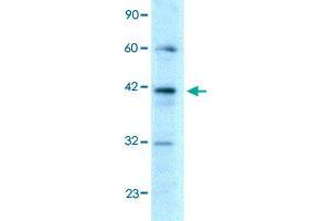 Western Blot analysis of HepG2 cell lysate with E2F4 polyclonal antibody  at 0. (E2F4 anticorps  (C-Term))