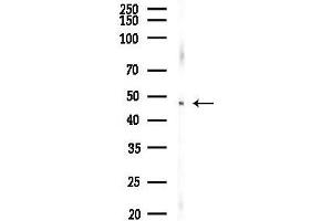anti-Pannexin 3 (PANX3) (Internal Region) antibody