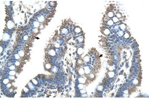 Human Intestine (RNF121 anticorps  (N-Term))