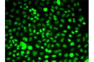 Immunofluorescence (IF) image for anti-PRP3 Pre-mRNA Processing Factor 3 Homolog (PRPF3) antibody (ABIN1876670) (PRPF3 anticorps)