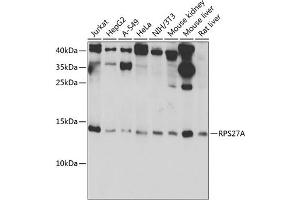 Western blot analysis of extracts of various cell lines, using RPS27A antibody (ABIN7270022) at 1:1000 dilution. (RPS27A anticorps  (AA 1-156))