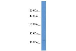 Western Blot showing PCBD2 antibody used at a concentration of 1. (PCBD2 anticorps  (N-Term))