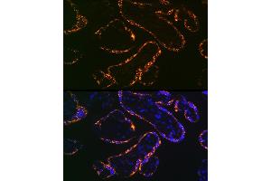 Immunofluorescence analysis of human placenta using Placental lactogen (CSH1) (CSH1) Rabbit mAb (ABIN7266353) at dilution of 1:100 (40x lens). (CSH1 anticorps)