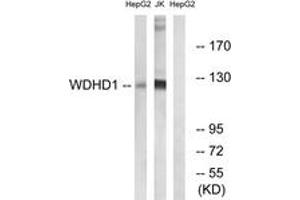 Western blot analysis of extracts from Jurkat/HepG2 cells, using WDHD1 Antibody.