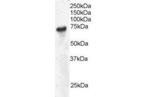 ABIN2561426 staining (4µg/ml) of Daudi lysate (RIPA buffer, 30µg total protein per lane). (B-Cell Linker anticorps  (C-Term))